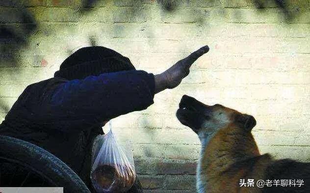 恶犬咬人被反杀集锦解气,恶犬咬人被一招制服