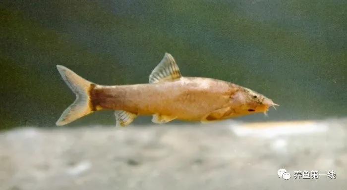 十种常见的水生动物,鳅科动物图片