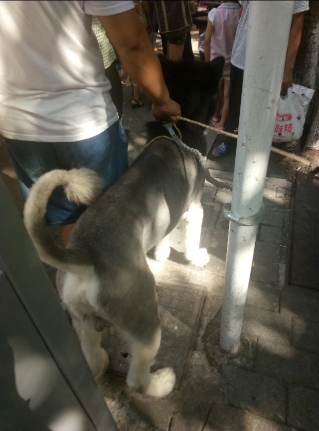 重庆渝北附近的猫狗市场,重庆九龙坡猫狗市场