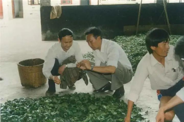 深度解析普洱茶的熟茶简史,探寻正宗普洱熟茶的特点