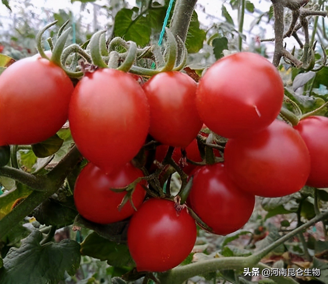 圣女果烂根防治药,圣女果黄叶卷叶怎么治