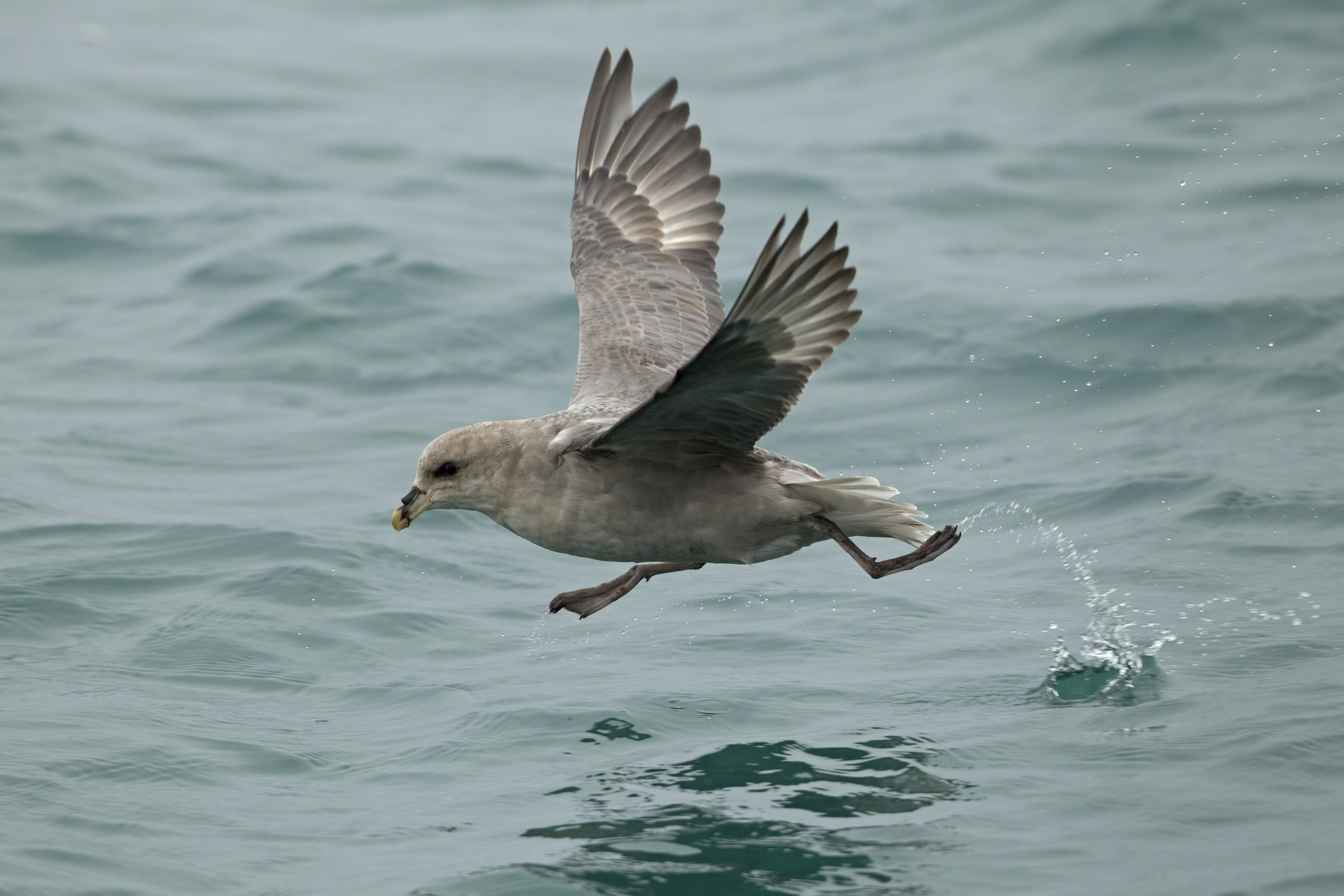 会喷毒液的鸟,会喷臭液的昆虫