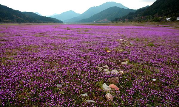 紫云英花色淡紫,看起来不仅仅是漂亮,更重要的是它有很多的作用