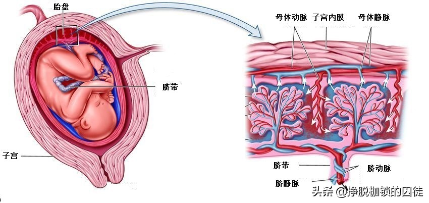 怀孕不抽烟不喝酒,怀孕一个月喝酒容易流产吗