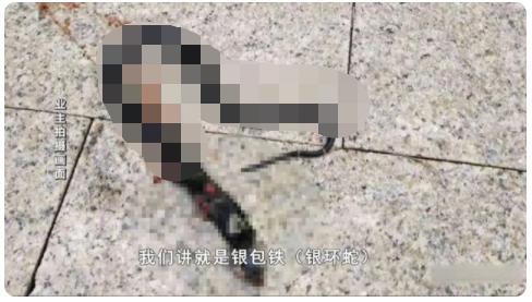 物业都说抓不完!南宁一小区惊现眼镜蛇银环蛇,养猫养狗能防蛇吗