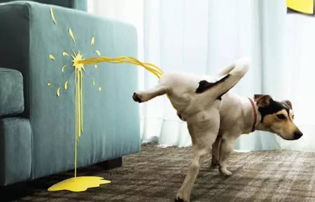 狗狗突然在房间乱拉乱尿怎么回事,怎样训练狗狗不在家乱拉乱尿