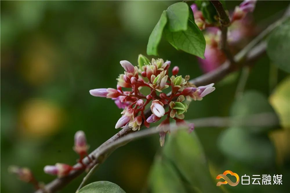 白云这个村,为百年杨桃树建新“家”,占地近9000平方米