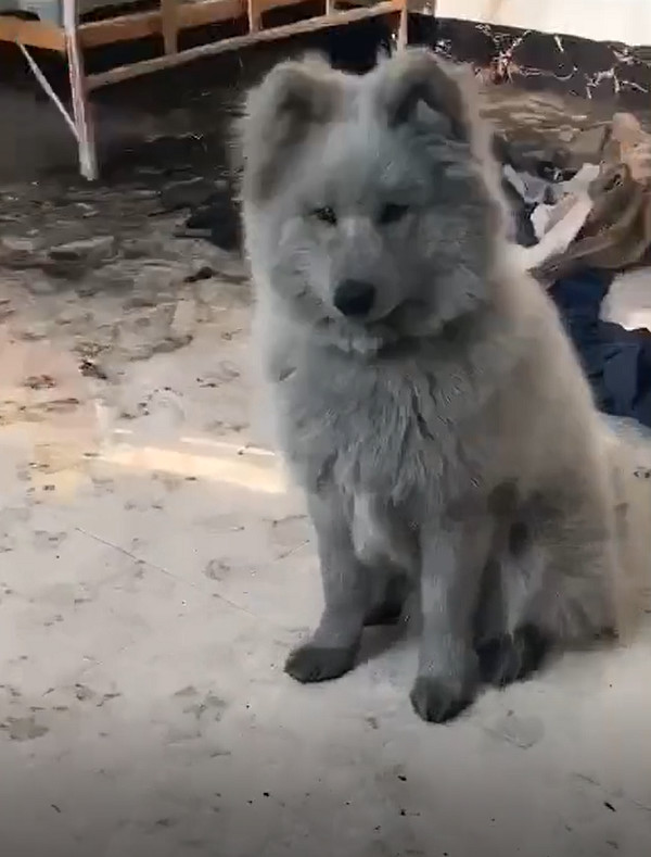 灰色萨摩耶,萨摩耶灰色