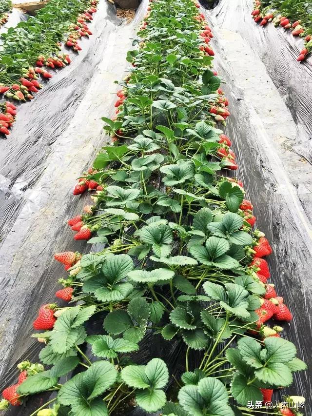 黄岛村落抬头村,黄岛村庄系列