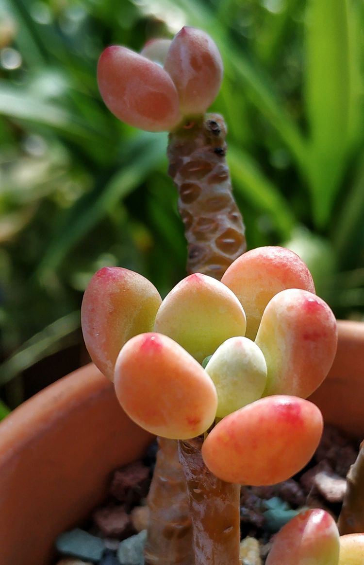 记录多肉长大的全过程,记录所有多肉成长过程