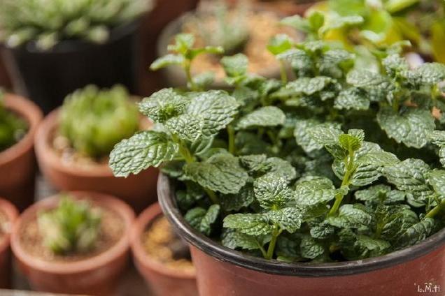 薄荷的盆栽养殖方法和注意事项,盆栽薄荷的养殖方法和技术图片