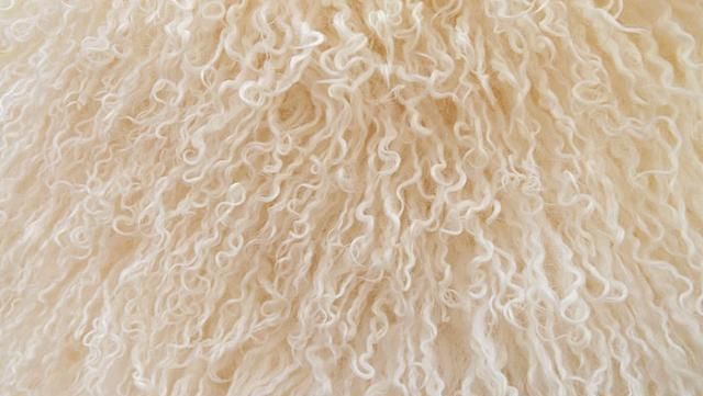 宁夏正宗的盐池滩羊,盐池滩羊都是内蒙的吗