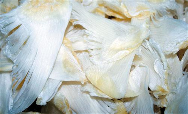 鱼翅真的没有营养吗,鱼翅没营养