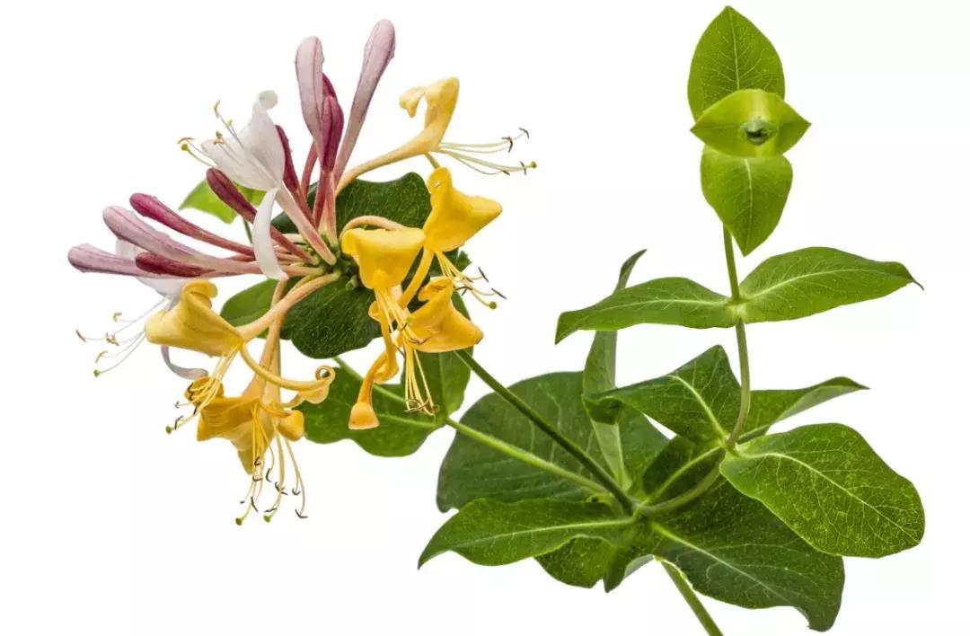 kiss-me-quick“不是喊你”快吻我”！真正意思你能想到吗？