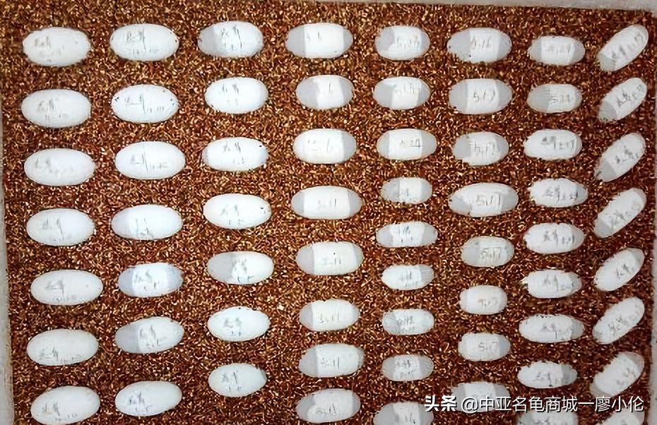 乌龟蛋孵化后期注意事项,乌龟产蛋期间的注意事项