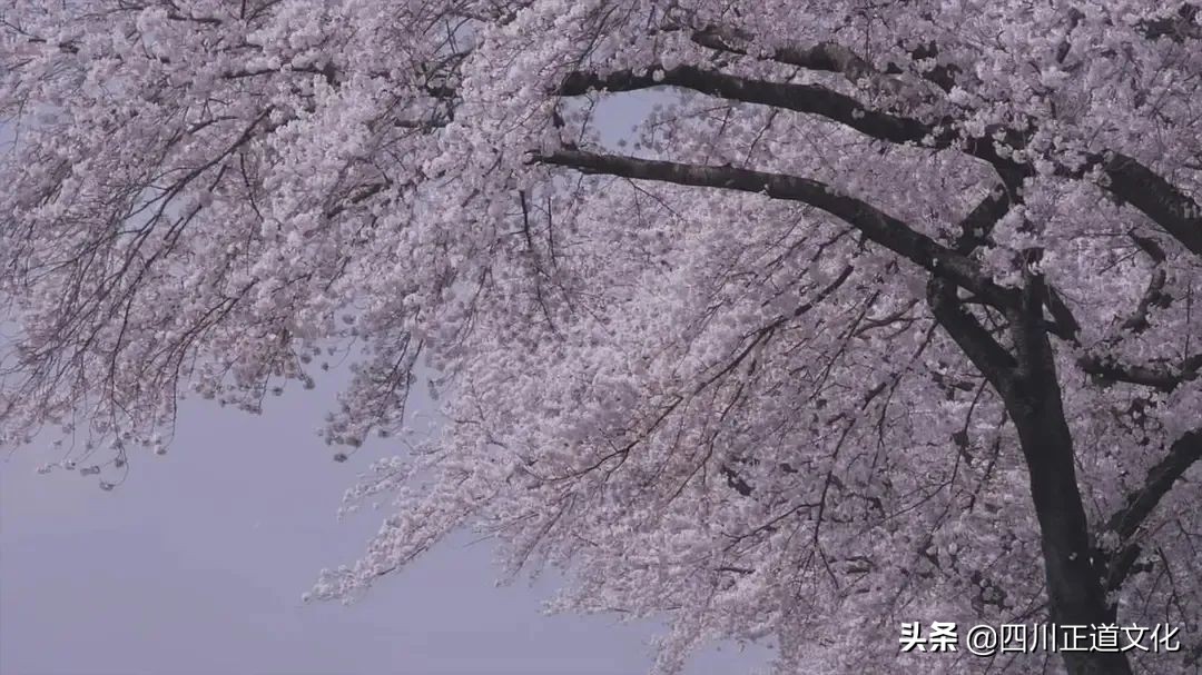 值得看的电影春天,春天的电影名字