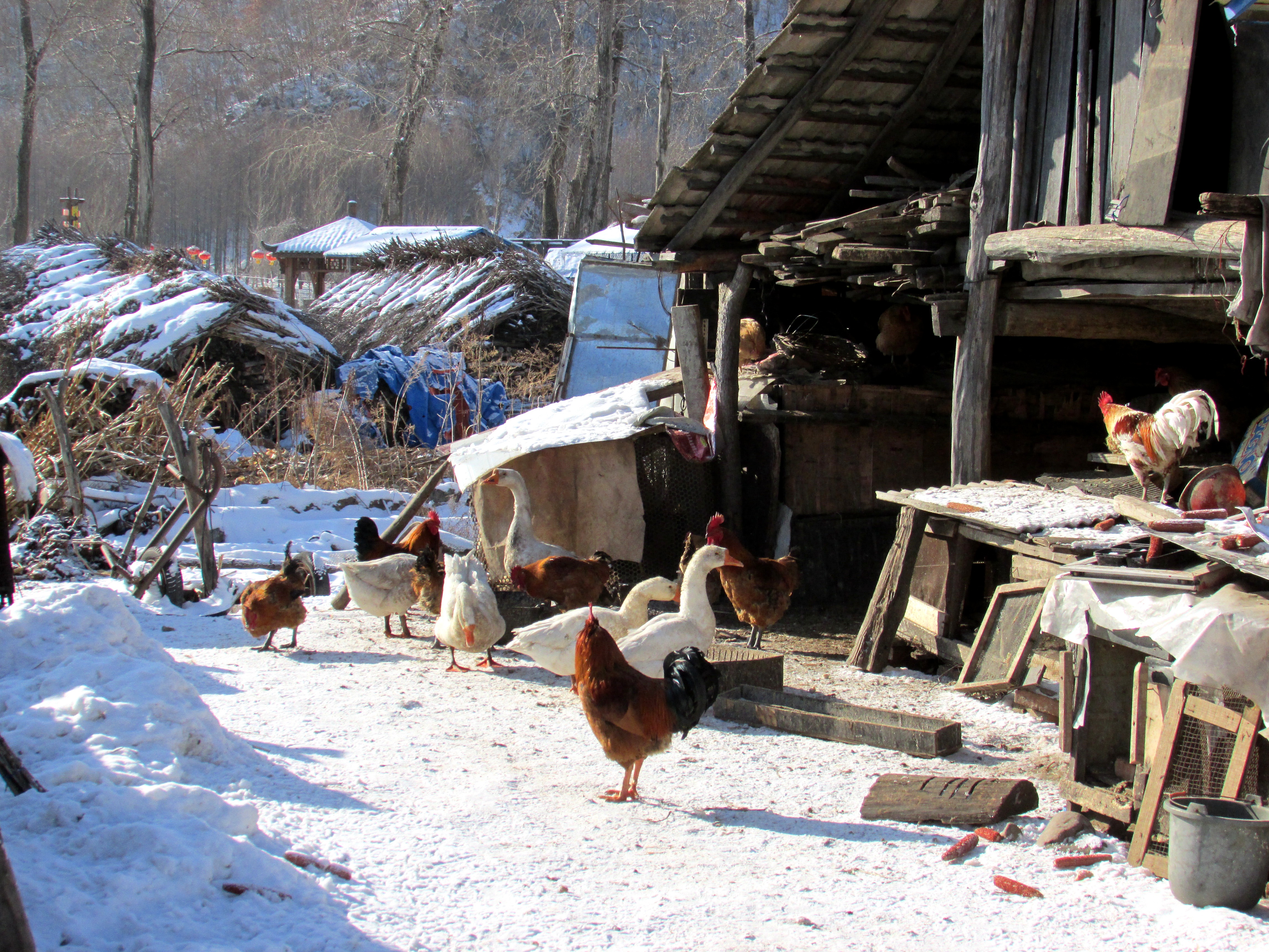 本溪湖里村冬季景色,本溪湖里村景色视频