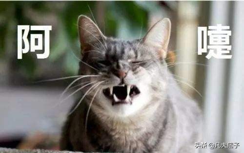 猫打喷嚏怎么回事猫打喷嚏的治疗费用