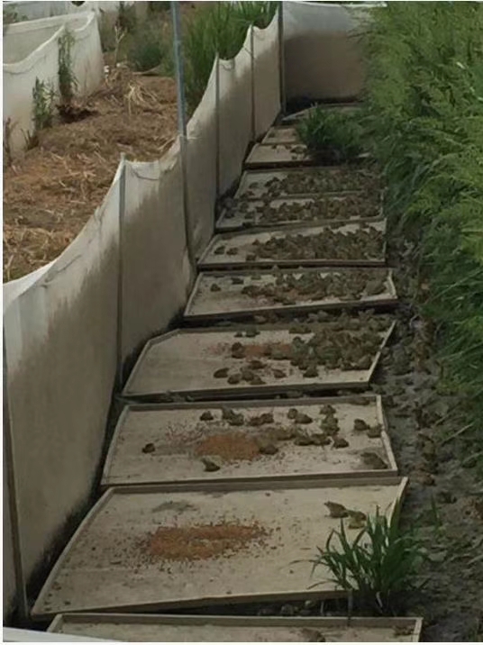 利润高周期短的养殖项目,山东青蛙养殖加盟