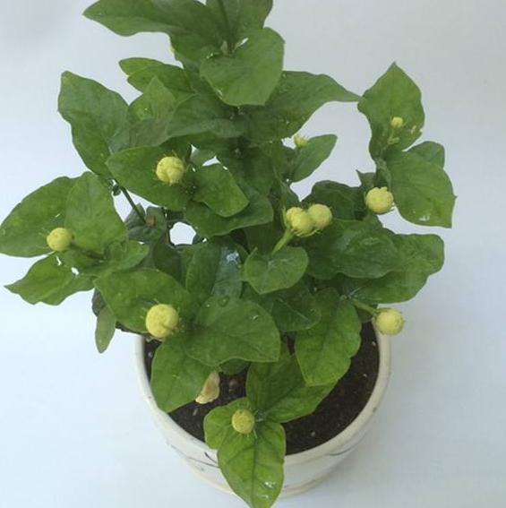 刚买茉莉花怎么养护好,6月份买的茉莉花如何养护长新芽