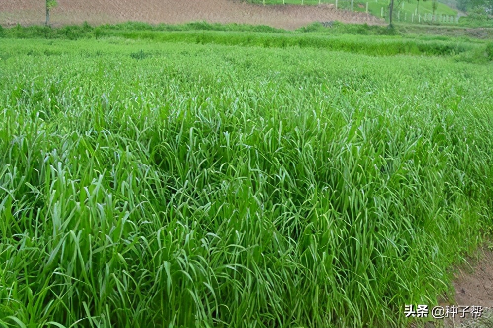 进口黑麦草多少钱一斤,进口蓝标黑麦草草籽价格