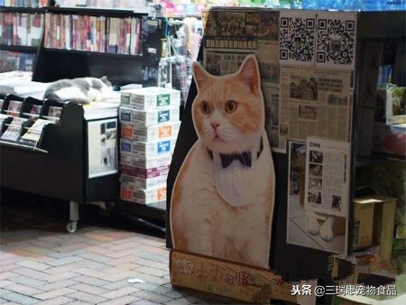 萌猫十大明星,十大萌猫排名