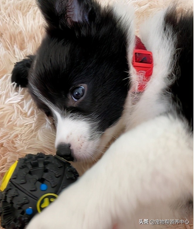 边牧趴在地上的视频,边牧躺在地上