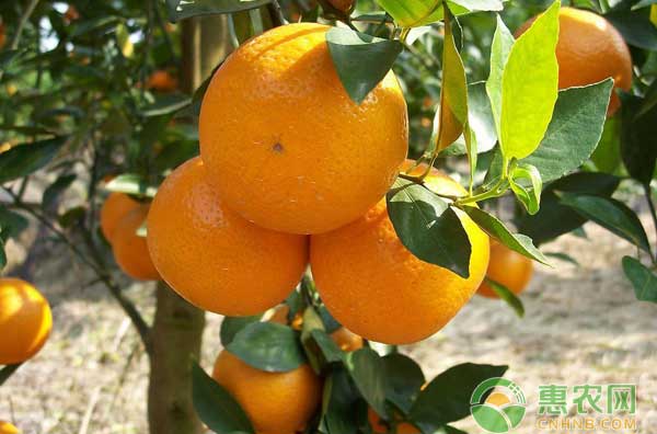 柑橘落花原因,柑橘落花落果的原因
