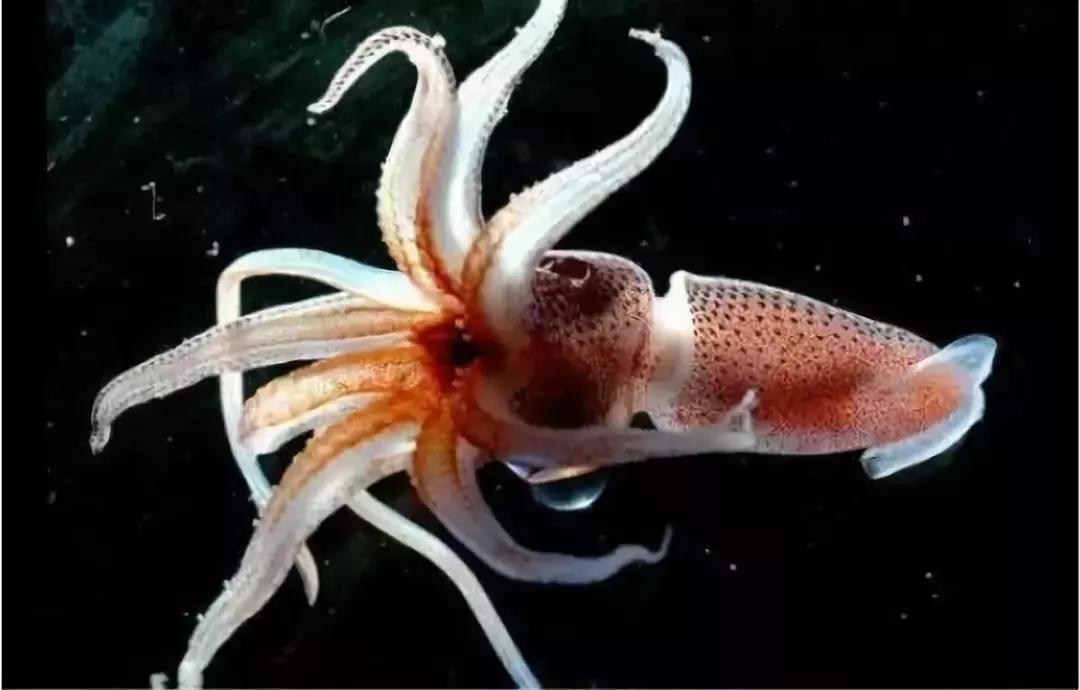 江户前菜品,江户前美食攻略