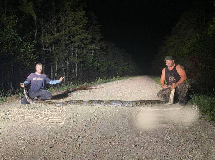 美国佛罗里达巨蟒,佛罗里达捕获最大蟒蛇