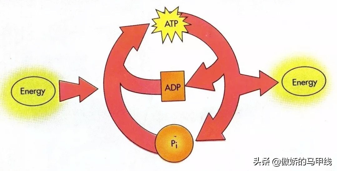 如何提高自己的跑的速度,跑前如何准备可以跑得最快