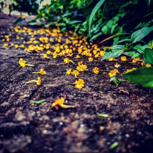 梦里花落知多少小说在线阅读,梦里花落知多少24集