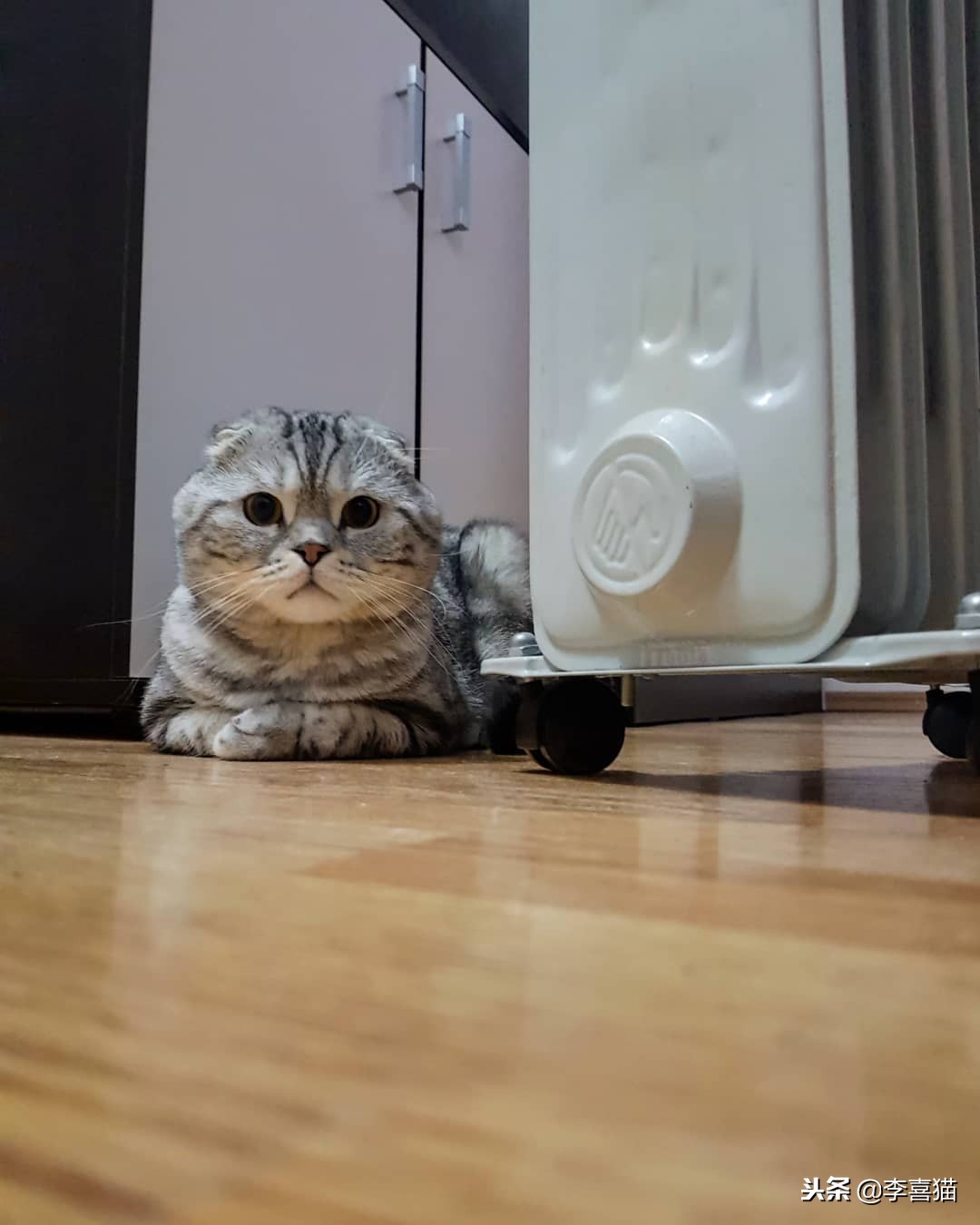 冬天到了铲屎官应注意些什么,铲屎官春季注意事项