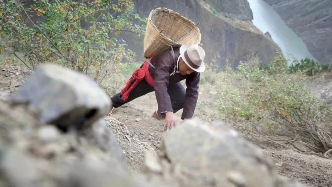 仙人掌和鸡蛋一起吃有什么功效,仙人掌果泡水喝有什么作用与功效