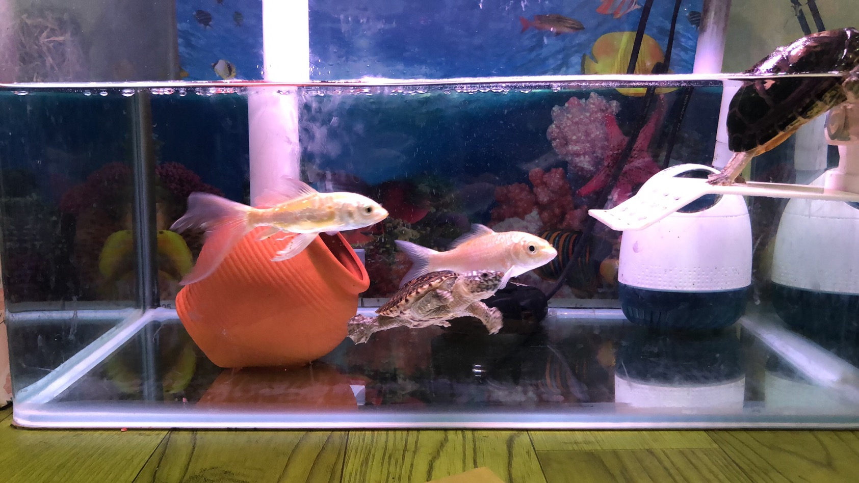 养鱼怎么选择合适的鱼缸,鱼缸如何养好水讲解