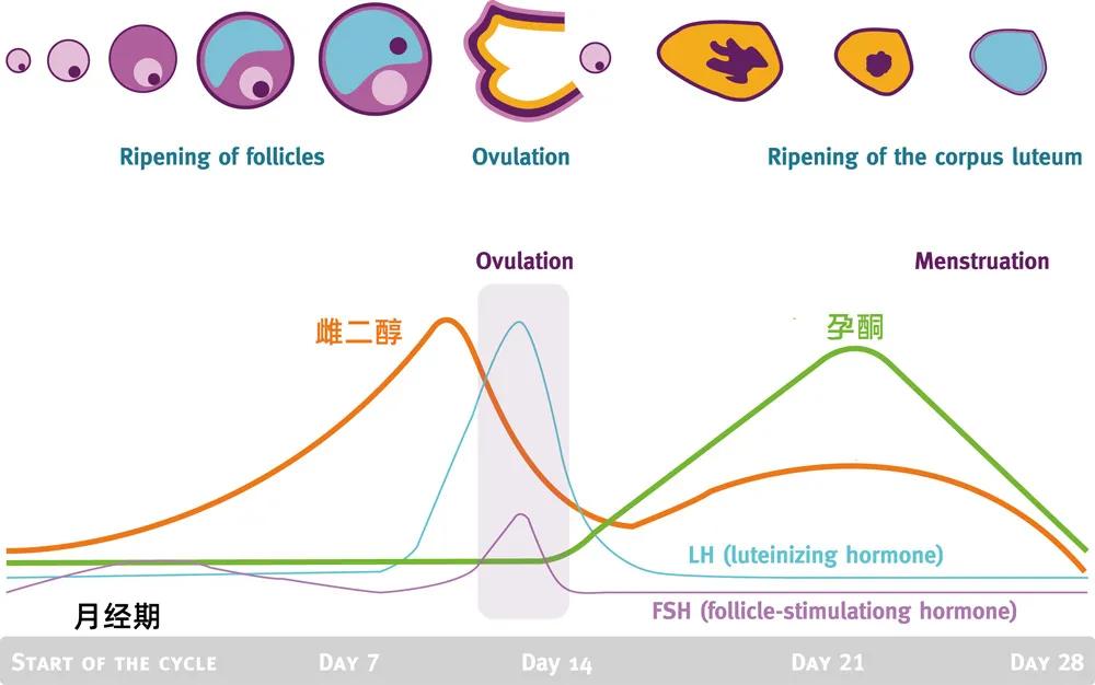 雌激素低卵泡发育不好怎么办,补充雌激素可以促进卵泡发育吗