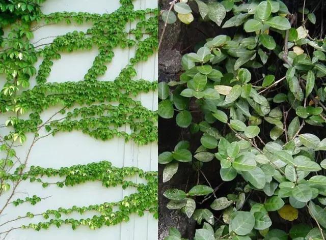 夏天院子里种爬山虎,在家里种爬山虎