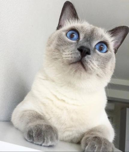 哪种猫咪均价昂贵,未来什么猫咪最畅销