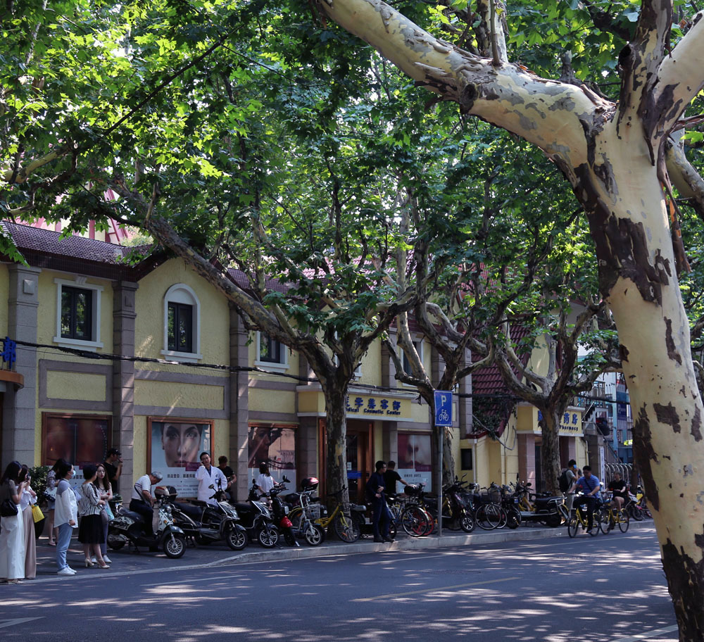 静雅碧螺红茶,静雅武夷