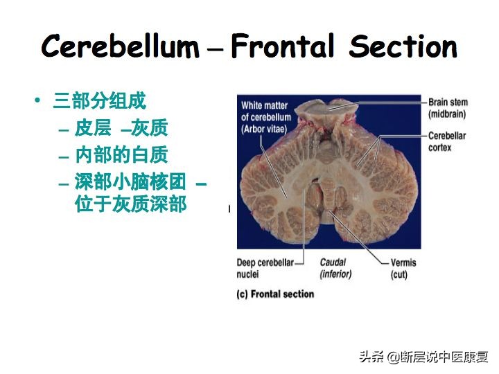 中枢神经系统断层解剖讲解,中枢神经3d解剖动画