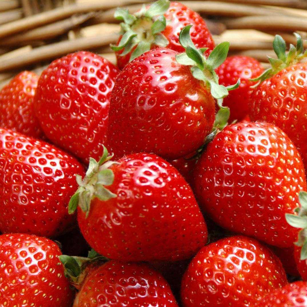 东港草莓之乡,东港草莓全国第一