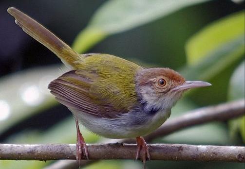 东江揽胜,惠州淡水常见鸟类图谱