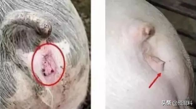 养猪实用技术——高产母猪的身体特征(图解)