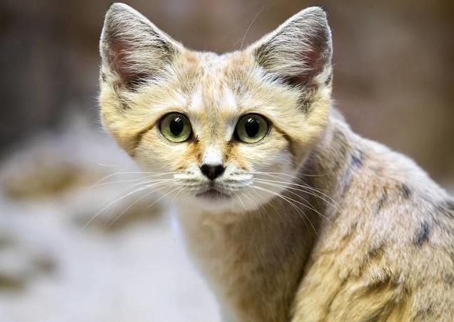 喂了很久的流浪猫要被人领养了,生活在沙漠的猫科