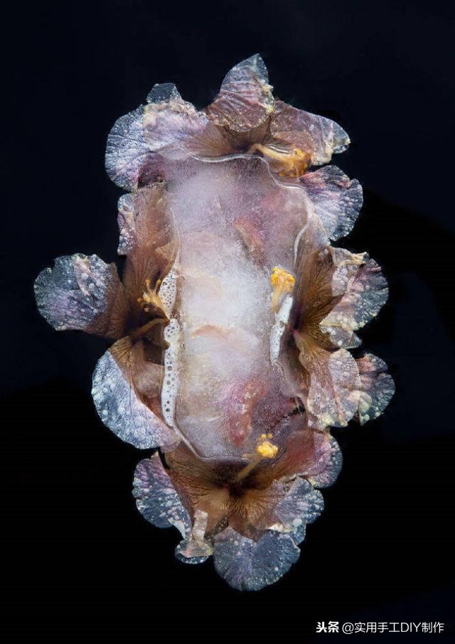 鲜花摄影作品欣赏,高清鲜花美图