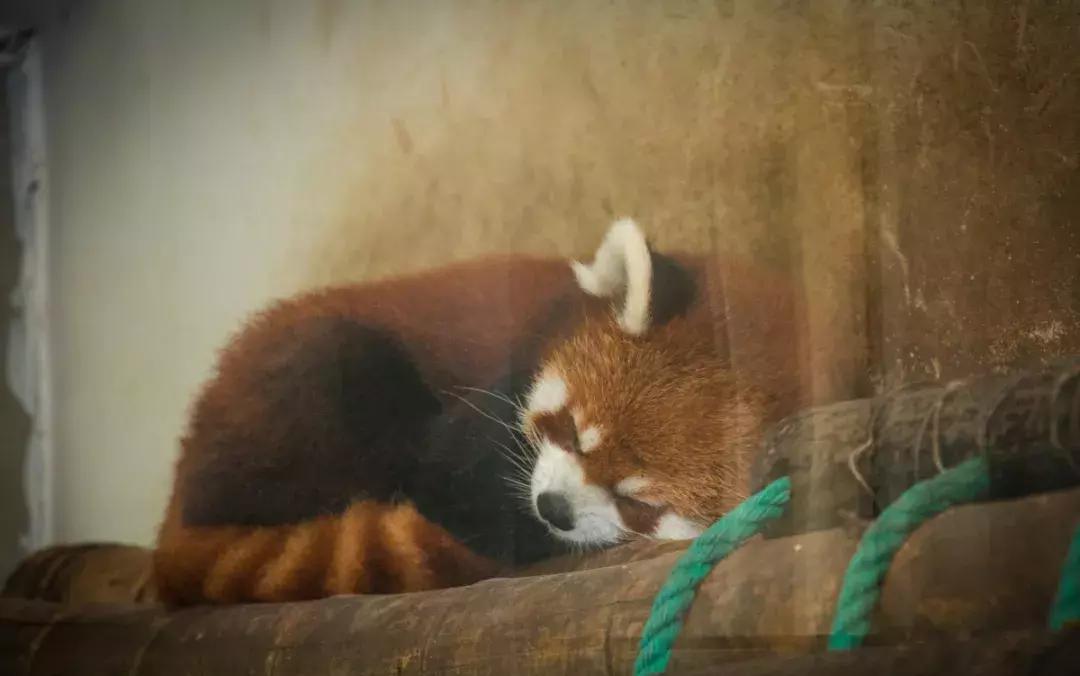 睡以食为天，睡不好的吃货福音来了！