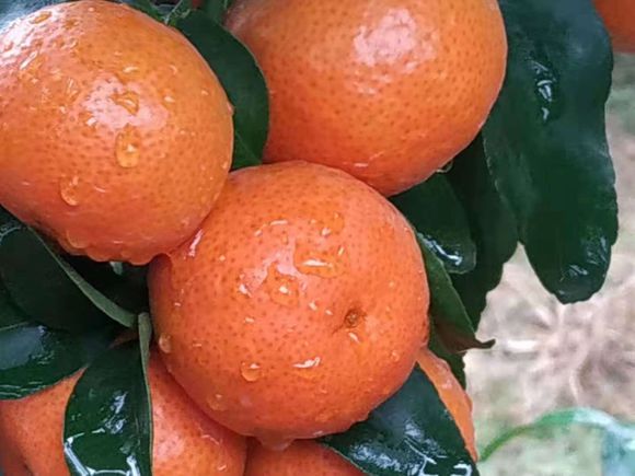 砂糖橘正不正宗,沙糖桔假货都有哪些品种