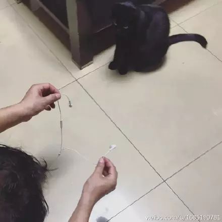 冲动下养猫，你和你的猫现在是怎样的生活？