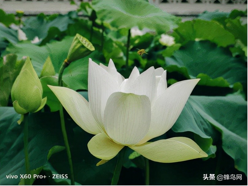 2020年100个手机摄影作品,摄影大赛2024手机摄影