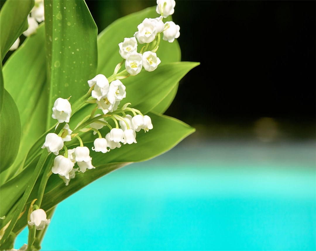 铃兰花的养殖方法视频教程,铃兰花的养殖方法喜肥吗